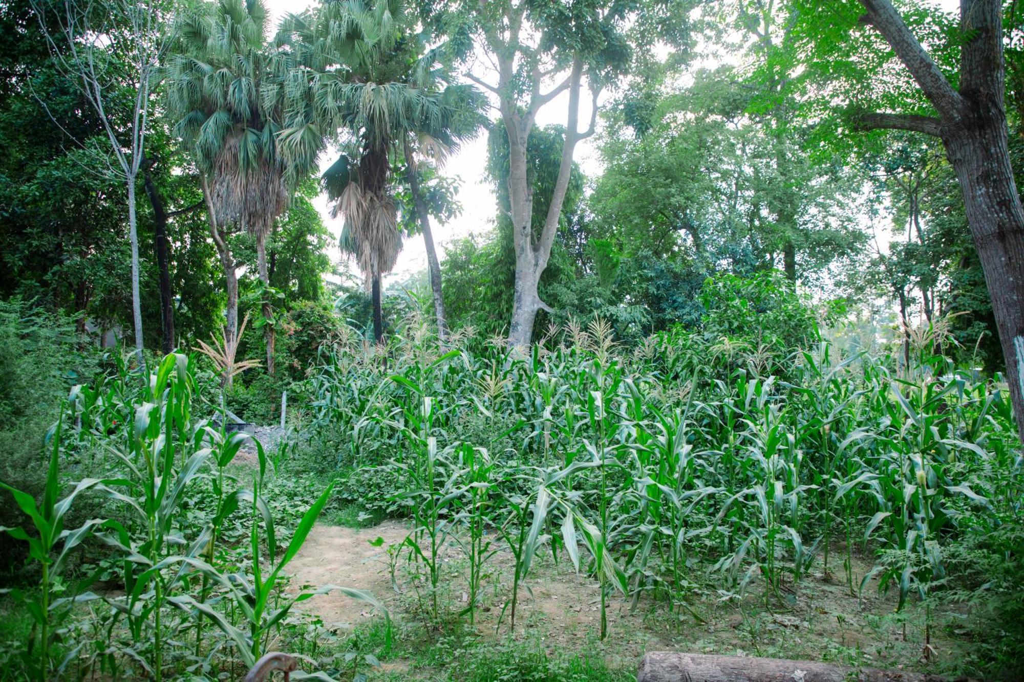 Hotel Shiva'S Dream Sauraha Exteriör bild